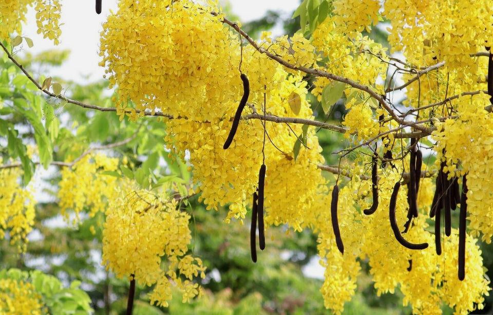 Cana Fístula from a Quiché village in Guatemala 🇬🇹