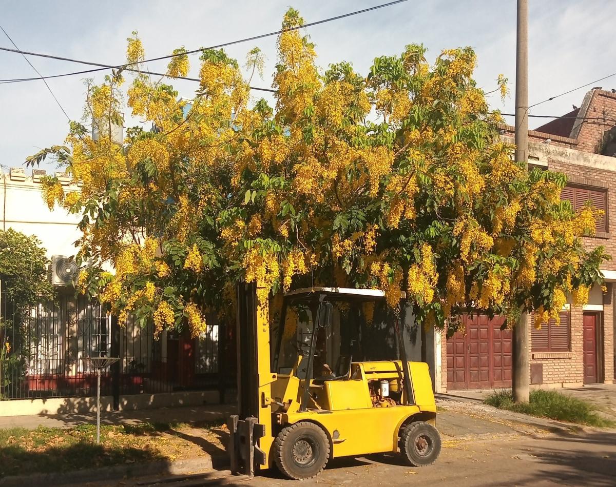 Cana Fístula from a Quiché village in Guatemala 🇬🇹