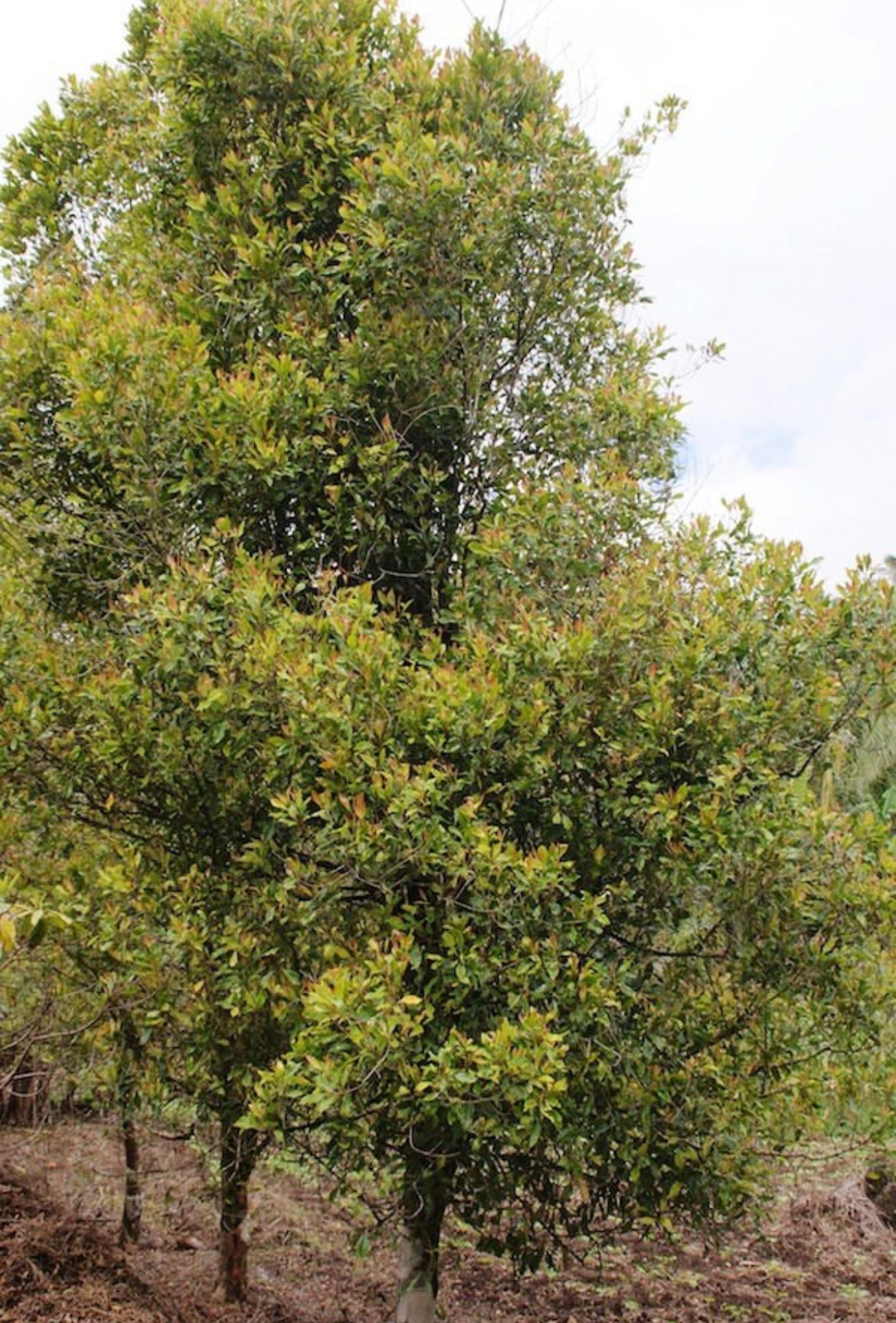 Alkaline Cloves from India