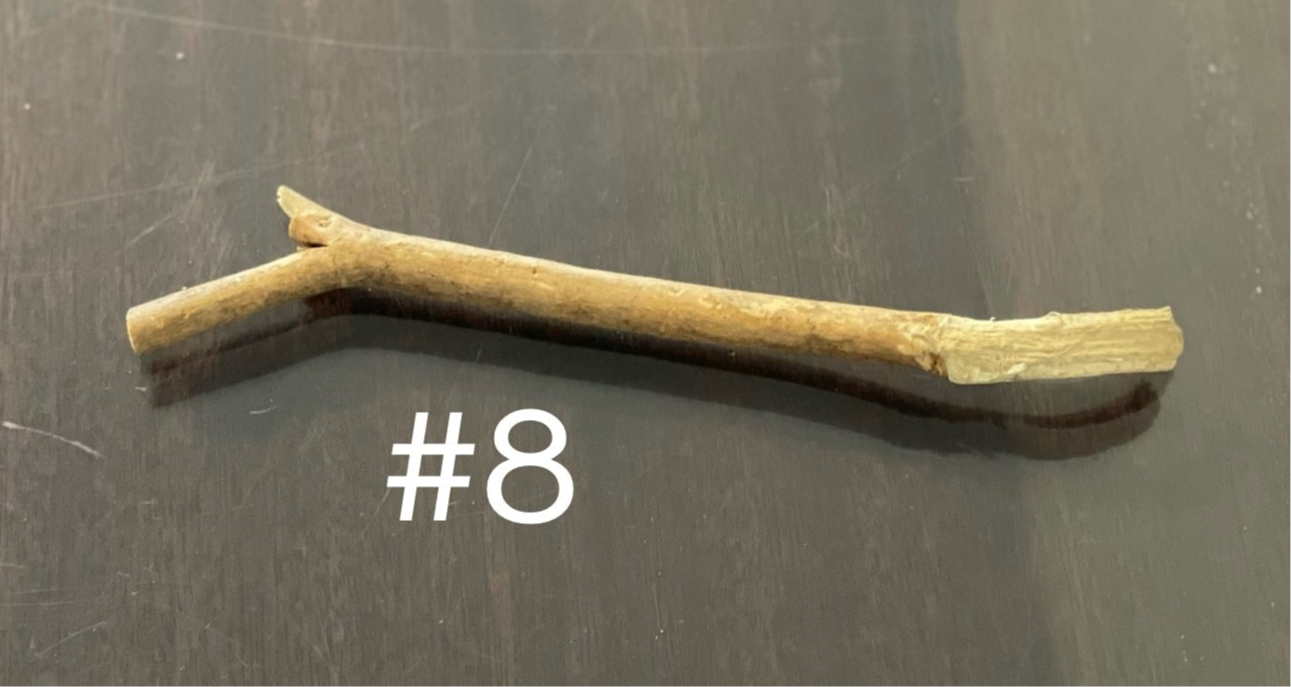 Alkaline Devil’s Shoestring | Tephrosia Virginiana