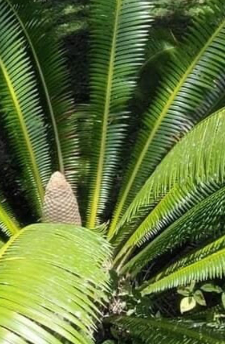 Teosinte Flour - Ancient Olmec / Mayan Corn from Dr. Sebi’s nephew in Honduras 🇭🇳