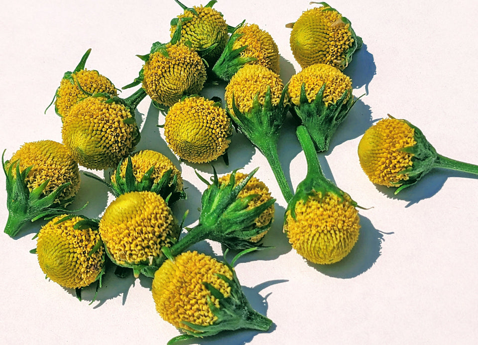 Alkaline Fresh Jambú / Numbing Pain Relief Plant from Brazil 🇧🇷