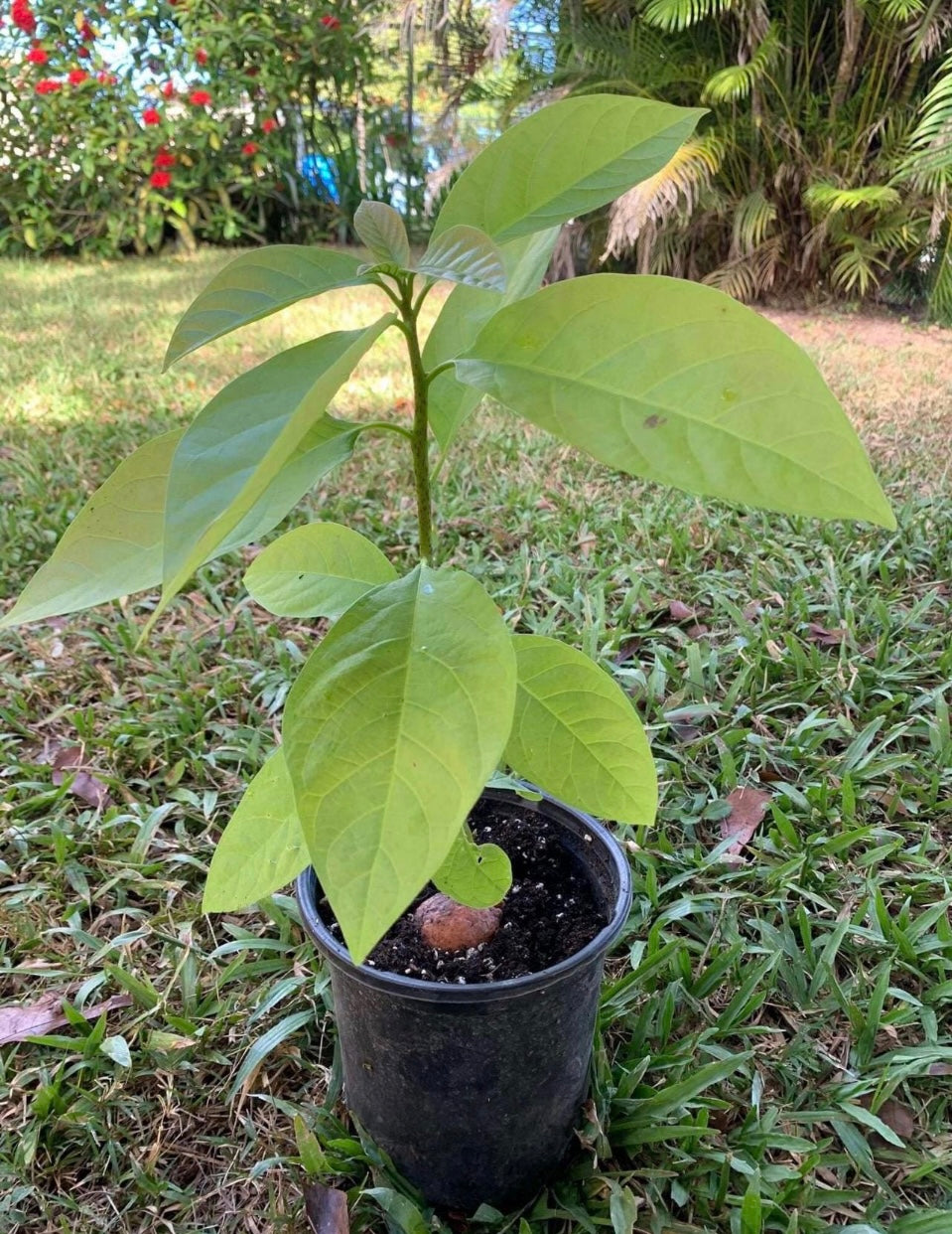 Alkaline Long Neck Avocado Potted Tree from Guatemala 🇬🇹 🪴🌴🥑