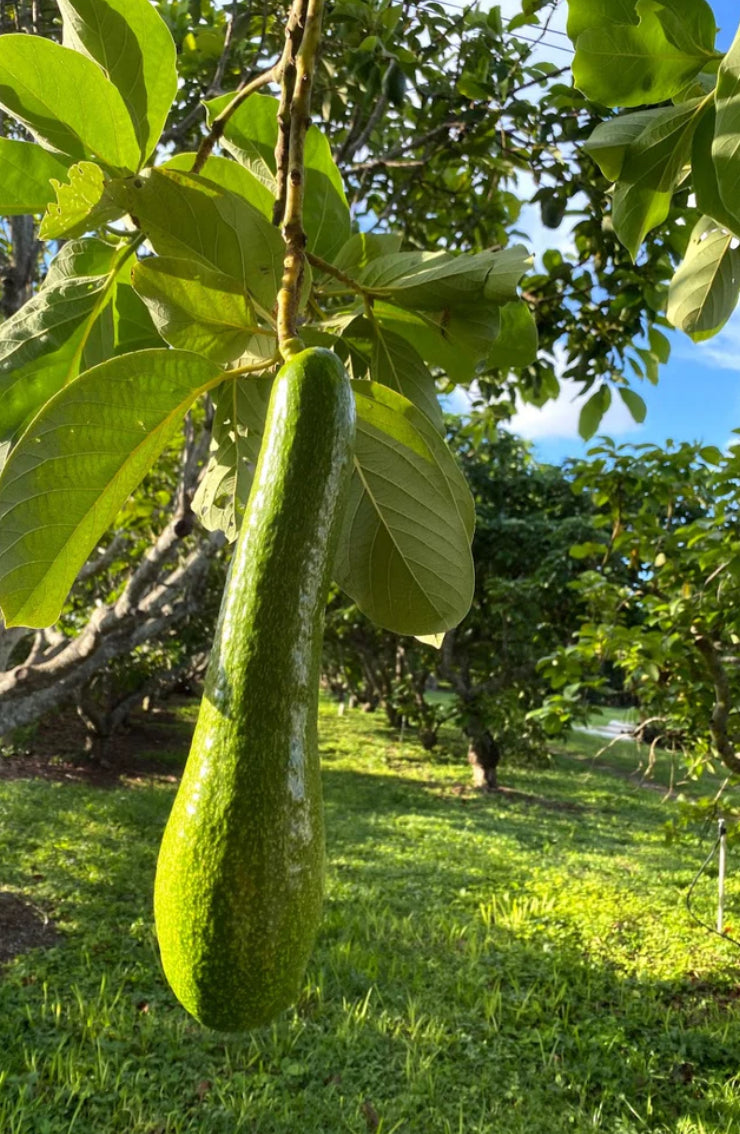Alkaline Long Neck Avocado Potted Tree from Guatemala 🇬🇹 🪴🌴🥑