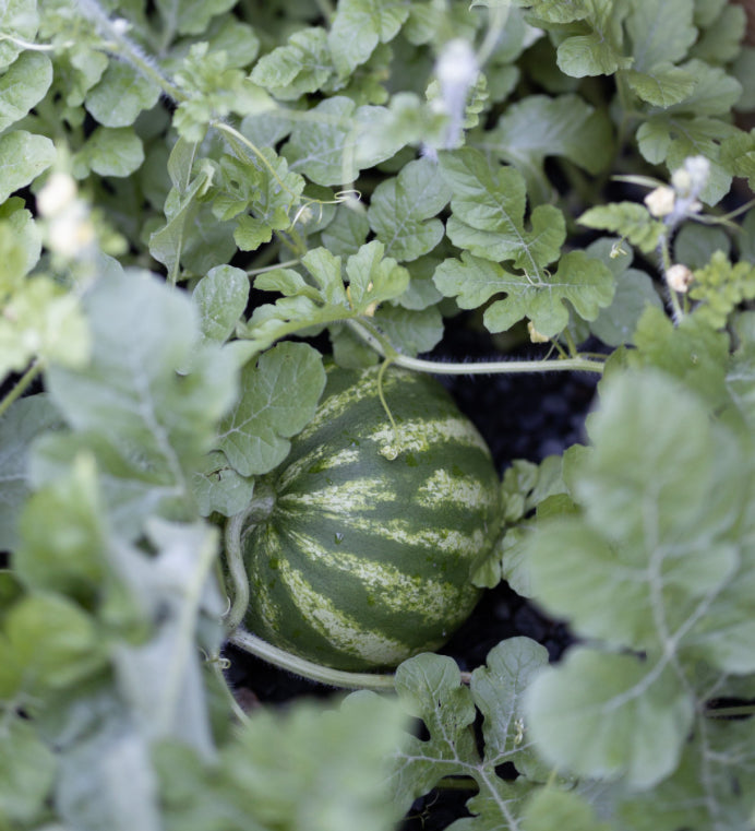 Alkaline Fresh Seeded Egusi Watermelons π from Nigeria π³π¬