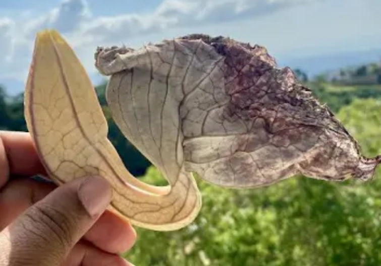 Alkaline Dried Duck Flower from Jamaica 🇯🇲