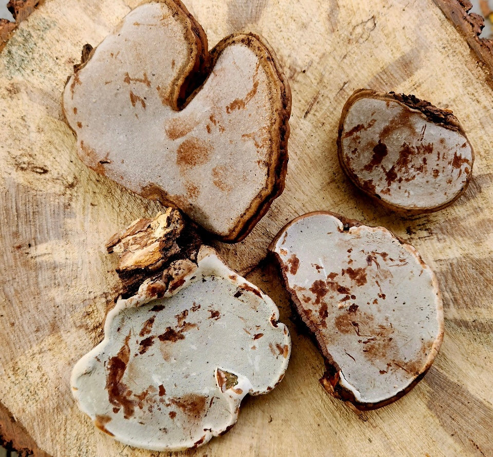Alkaline Whole Red Reishi Mushrooms