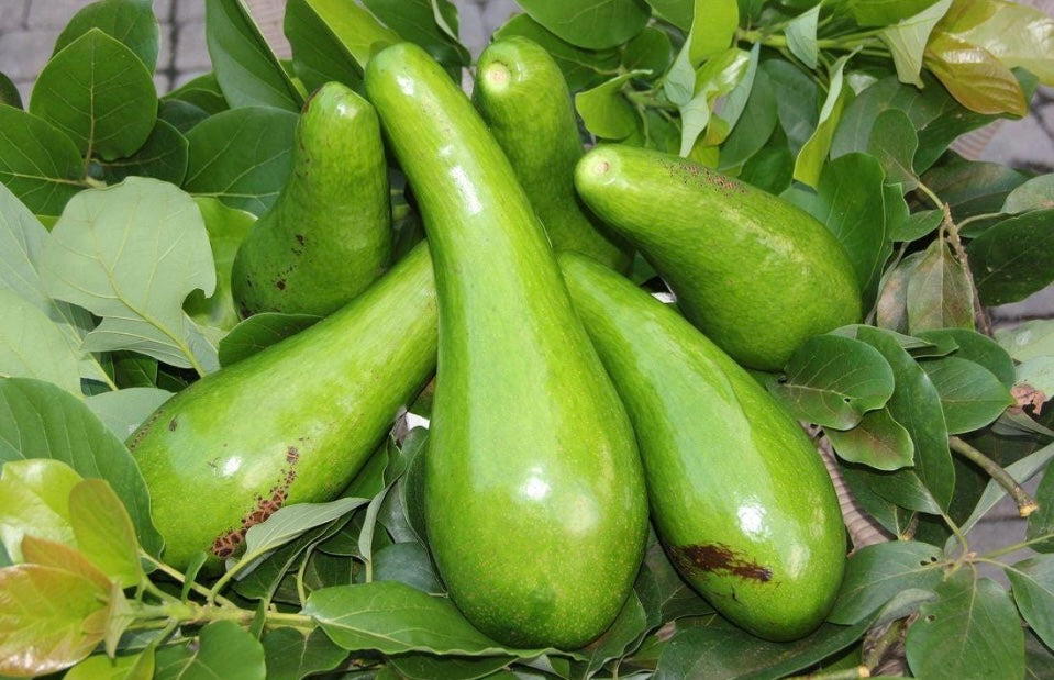 Alkaline Long Neck Avocado Potted Tree from Guatemala 🇬🇹 🪴🌴🥑