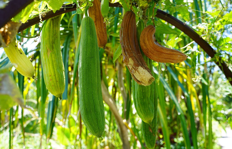 Alkaline Luffa Sponge