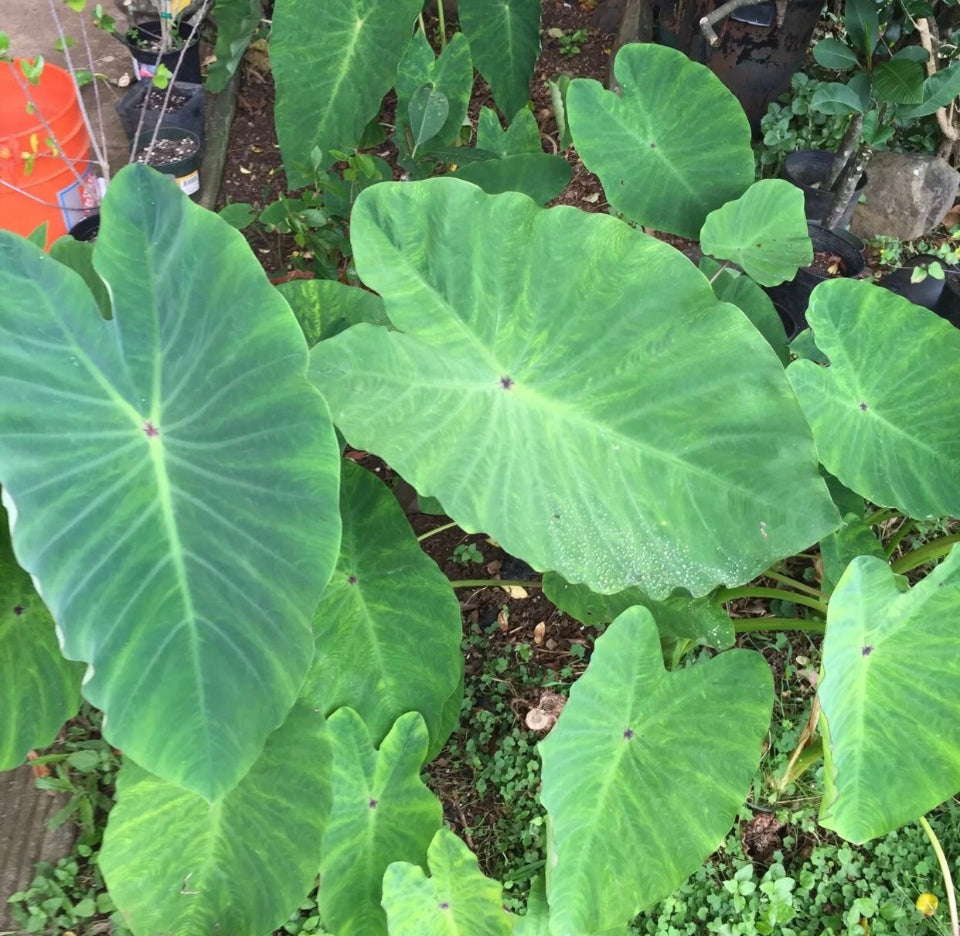 Alkaline Ube (Purple Yam) Potted Plant 🪴 from a Quiché village in Guatemala 🇬🇹