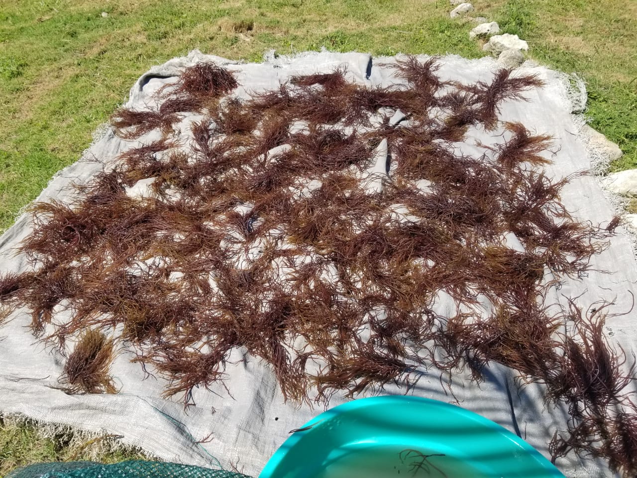 Alkaline Wild 100% Ocean Grown (Chondrus Crispus) Raw Purple Sea Moss from Dr. Sebi’s nephew in Honduras 🇭🇳