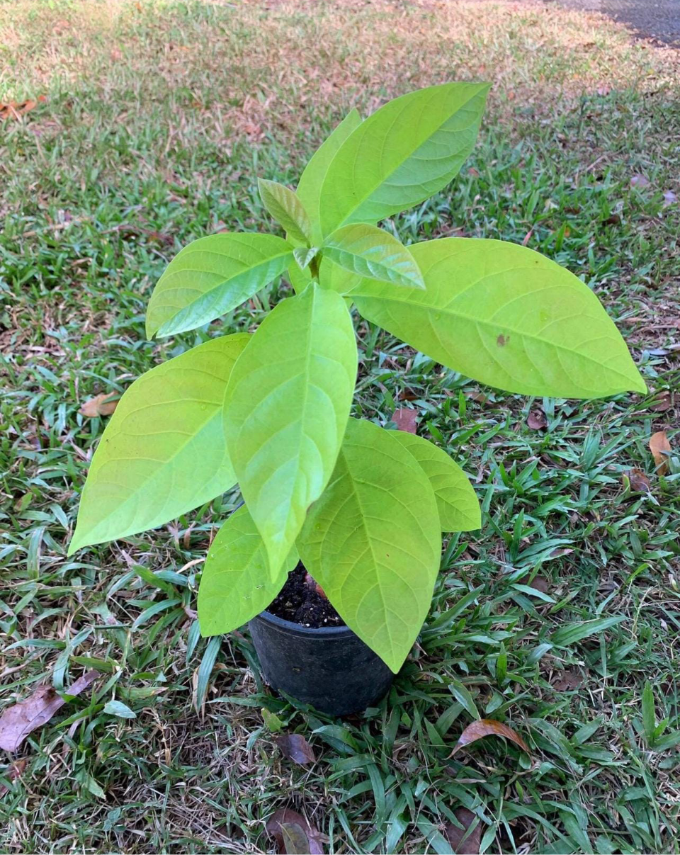 Alkaline Long Neck Avocado Potted Tree from Puerto Rico 🇵🇷🪴🌴🥑