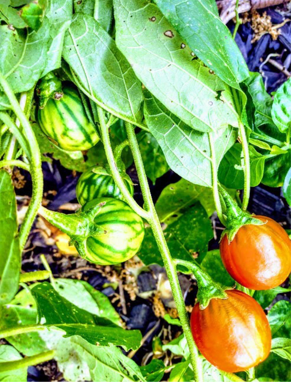 Alkaline Afufa (Squash/Eggplant from Togo) Seeds 🇹🇬