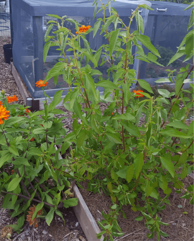 Alkaline Molokhia (Egyptian Spinach) Seeds 🇪🇬