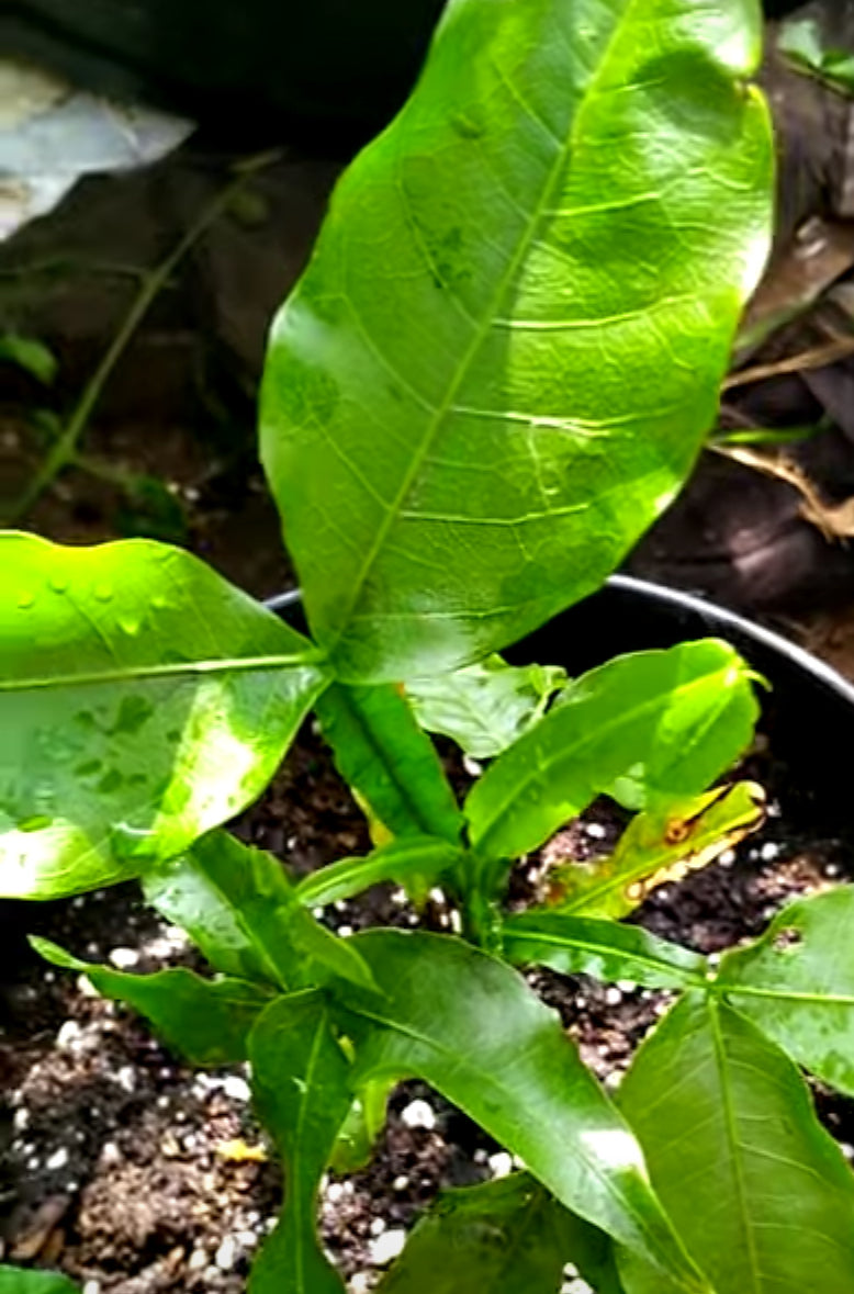 Alkaline Quenepa / Mamoncillo (Spanish Lime) Potted Tree 🌴 🪴