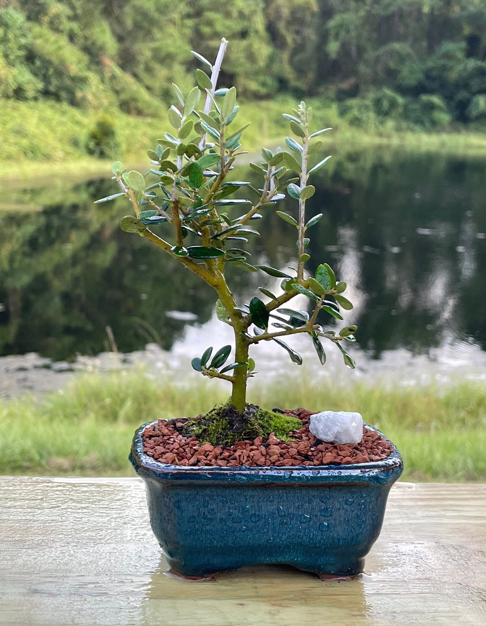 Alkaline African Money Jade Bonsai Tree