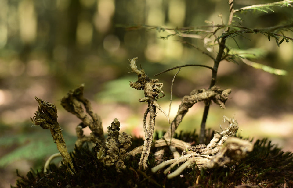 Alkaline Ubulawu (African Dream Root / Silene Capensis)