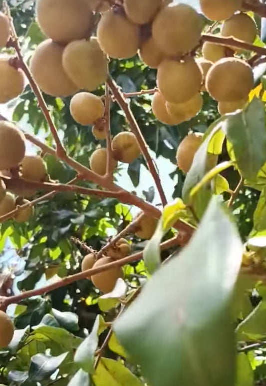 Alkaline Quenepa / Mamoncillo (Spanish Lime) Potted Tree 🌴 🪴