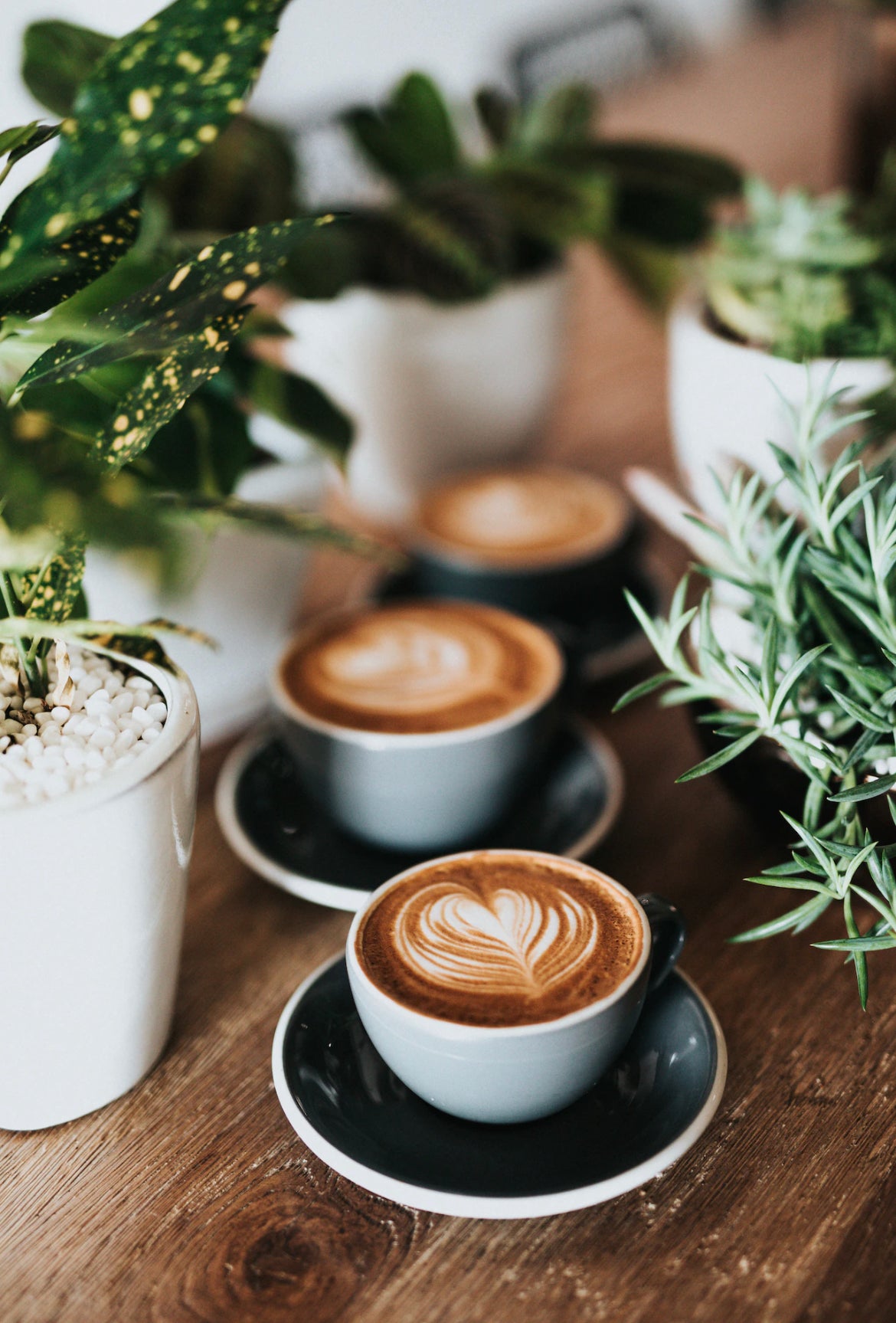 Mushroom Cafecito Coffee Blend