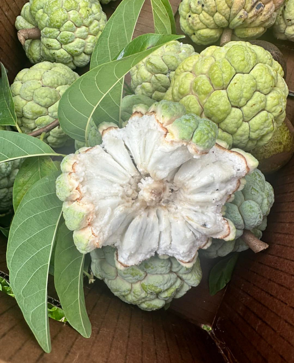 Alkaline Sugar Apple Seeds / Annona Squamosa / (in the Soursop family)