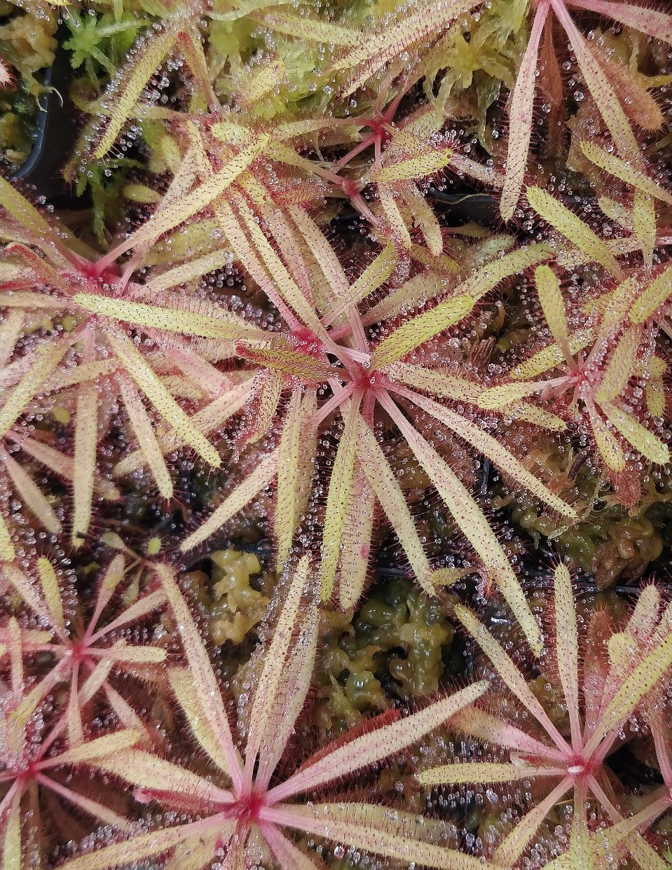 Alkaline Rare Carnivorous Drosera Adelae