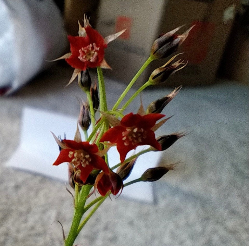 Alkaline Rare Carnivorous Drosera Adelae