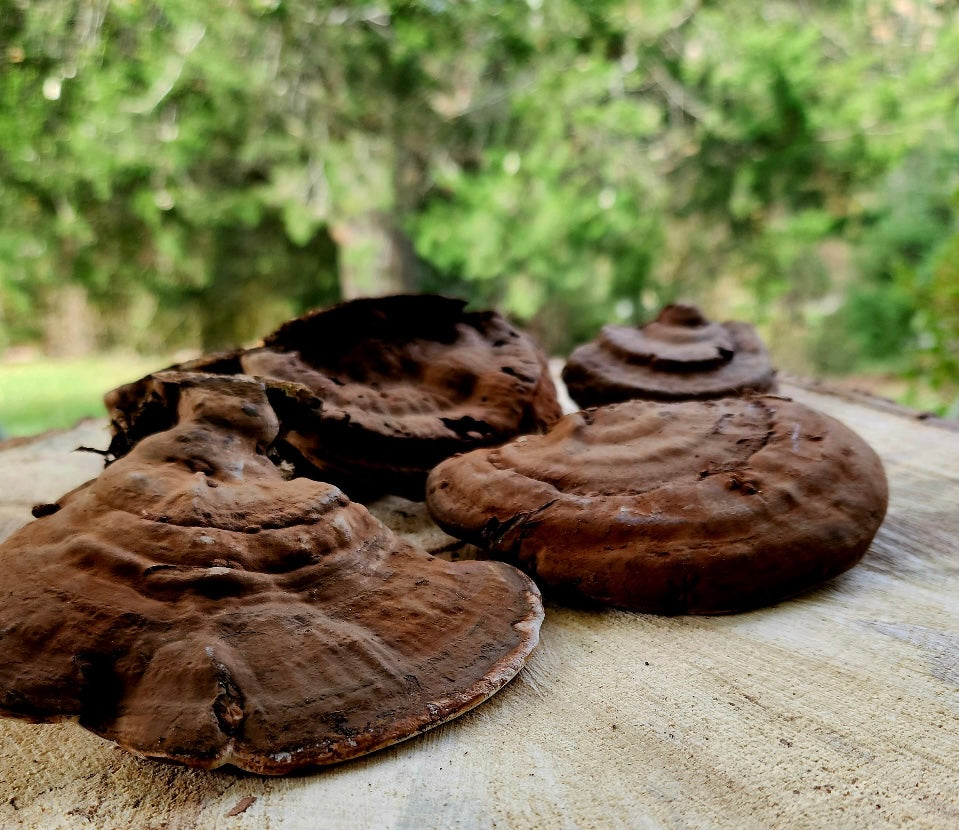 Alkaline Whole Red Reishi Mushrooms