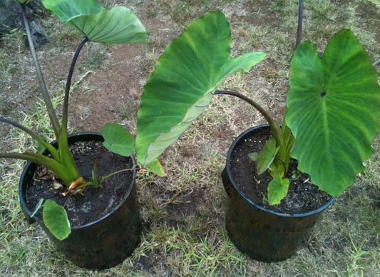 Alkaline African Kókò / Ube (Taro Root) Potted Plant 🪴