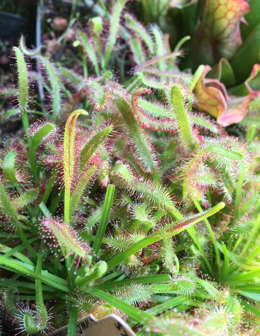 Alkaline Carnivorous Drosera Capensis