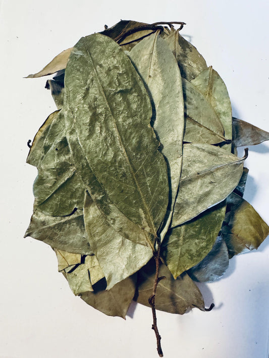 Hoja de Guanábana (Soursop leaves) from Dr. Sebi’s nephew in Honduras 🇭🇳