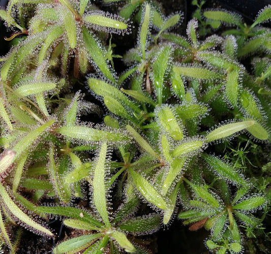 Alkaline Rare Carnivorous Drosera Adelae