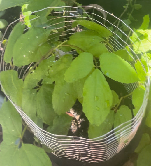 Alkaline African Fluted Pumpkin (Ugu) Rooted Plant with Trellis