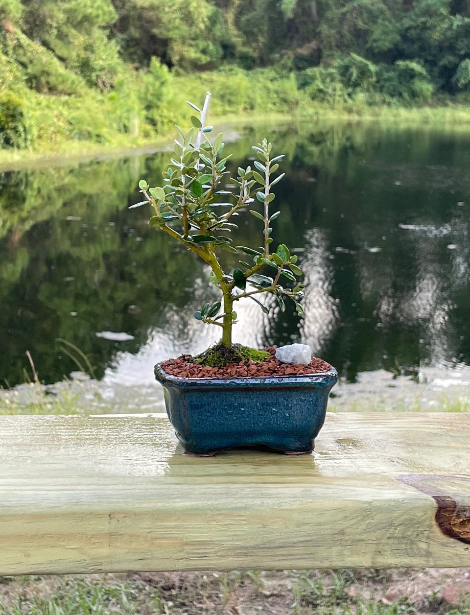 Alkaline African Money Jade Bonsai Tree