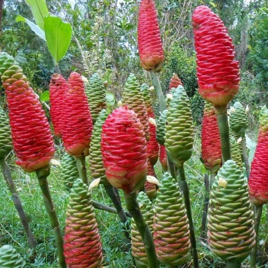 Alkaline Rooted Large Awapuhi Shampoo + Cooking Ginger Rhizome Plant 🫚
