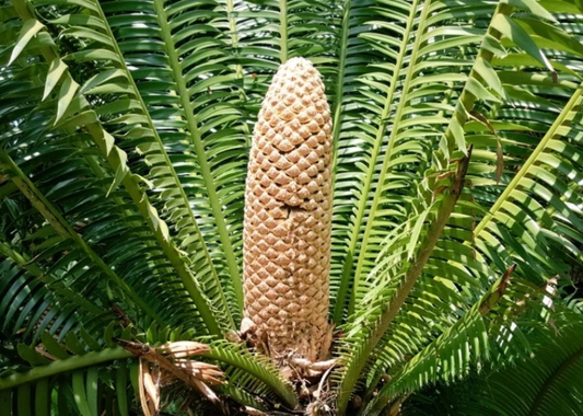 Teosinte Seeds - Ancient Olmec / Mayan Corn from a Quiché village in Guatemala 🇬🇹