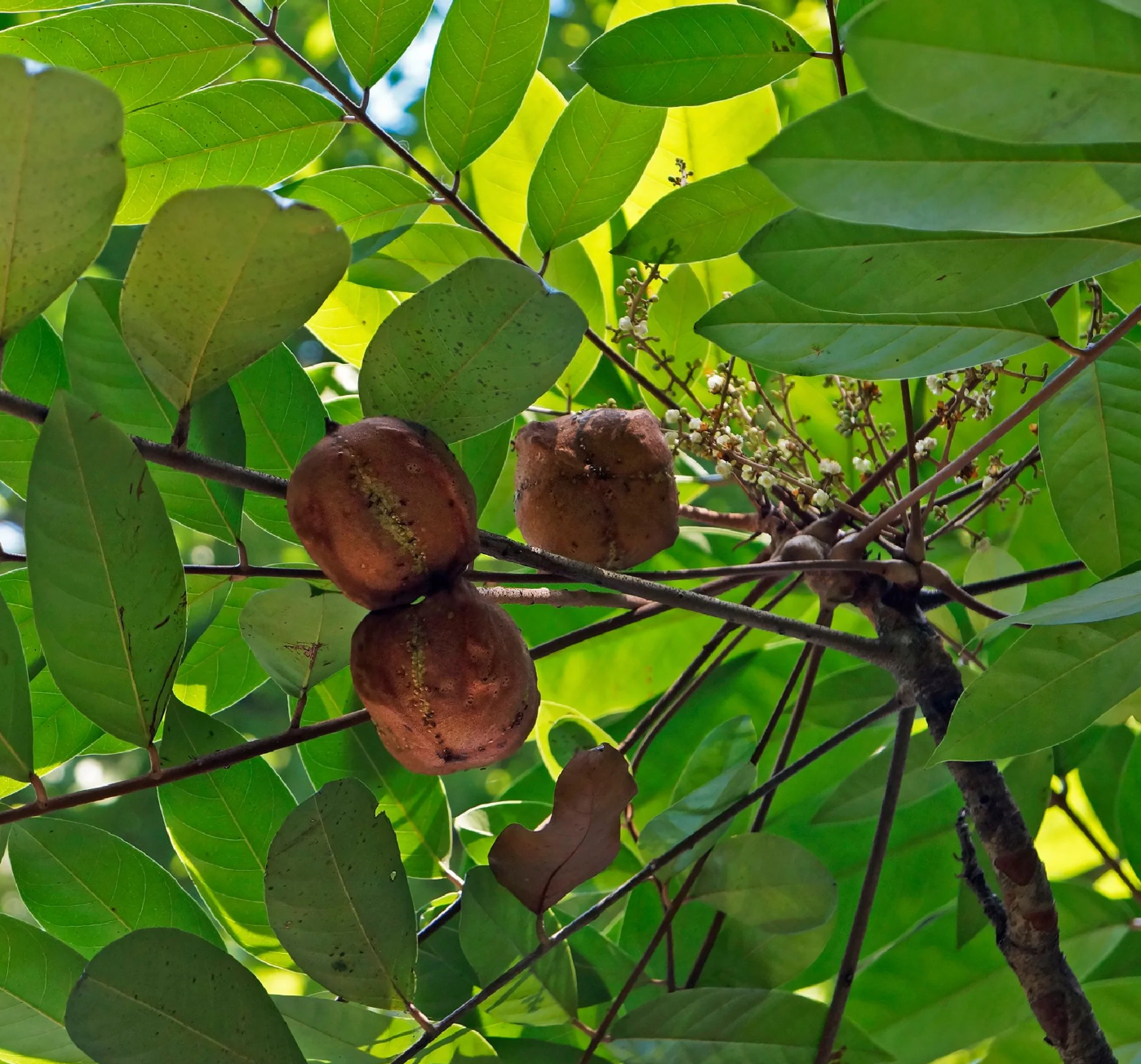Alkaline Andiroba Oil from The Amazon Rainforest in Brazil