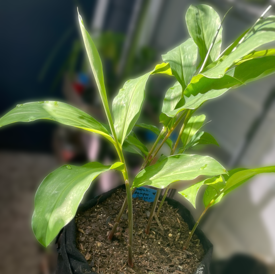 Alkaline Rooted Large Awapuhi Shampoo + Cooking Ginger Rhizome Plant 🫚