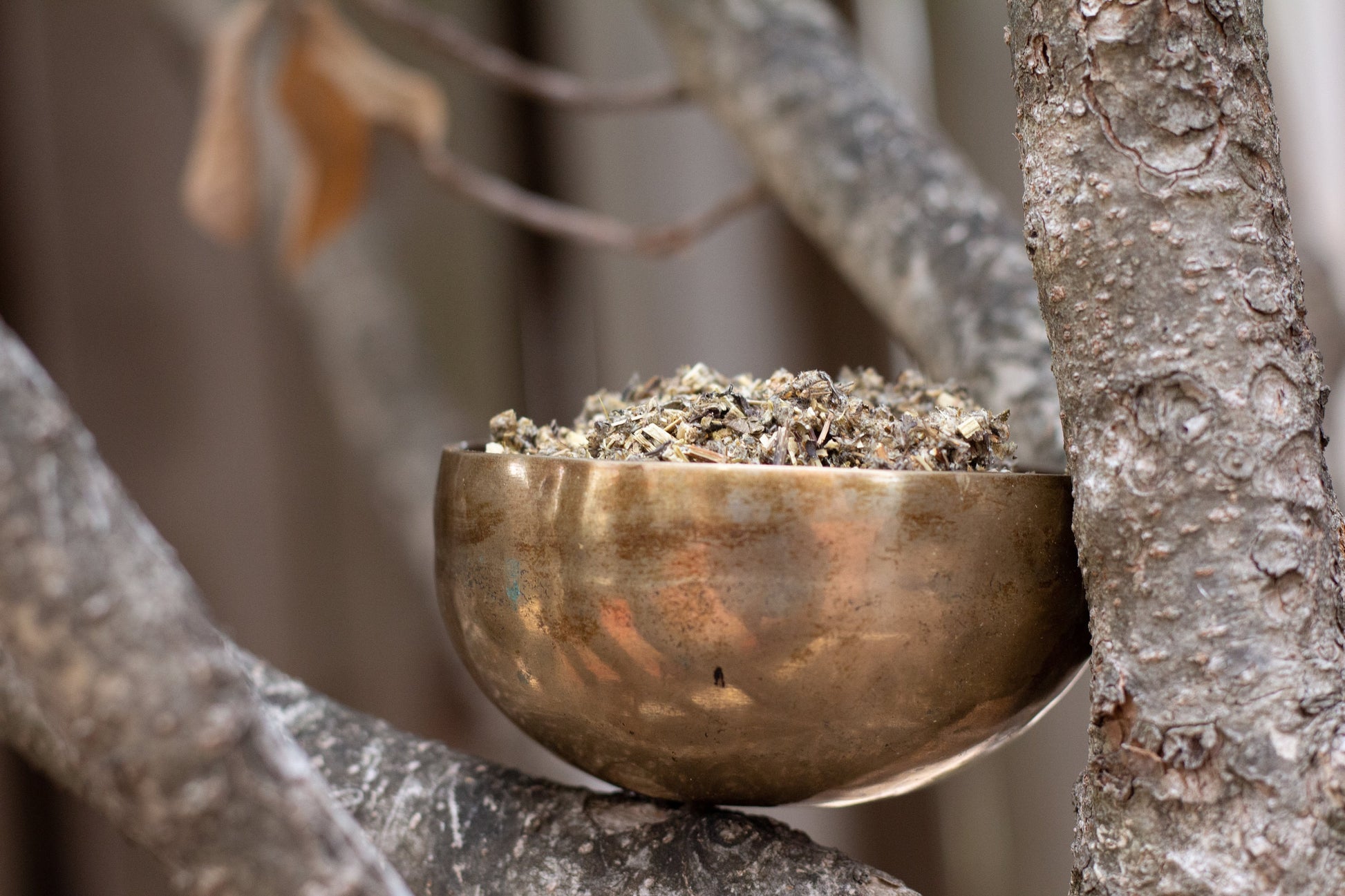 Certified Organic Mugwort (Artemisia Vulgaris) / Lucid Dream Herb
