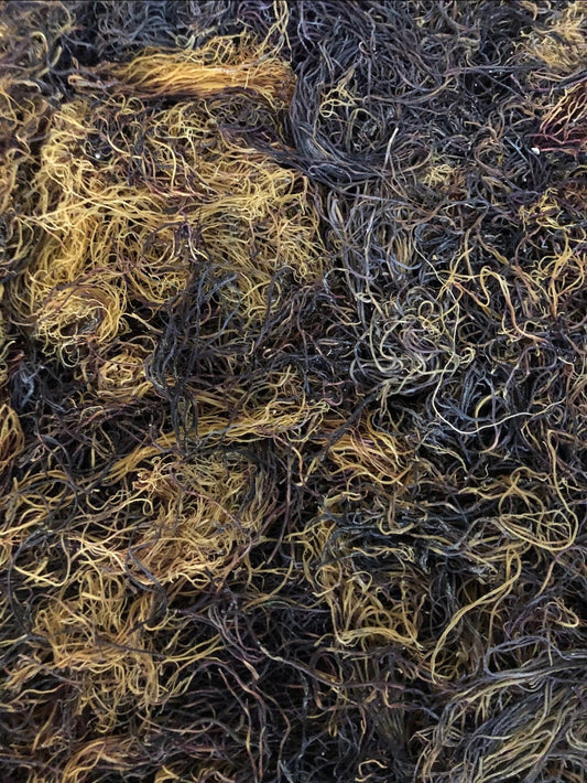Wild 100% Ocean Grown (Chondrus Crispus) Raw Purple Sea Moss from Honduras