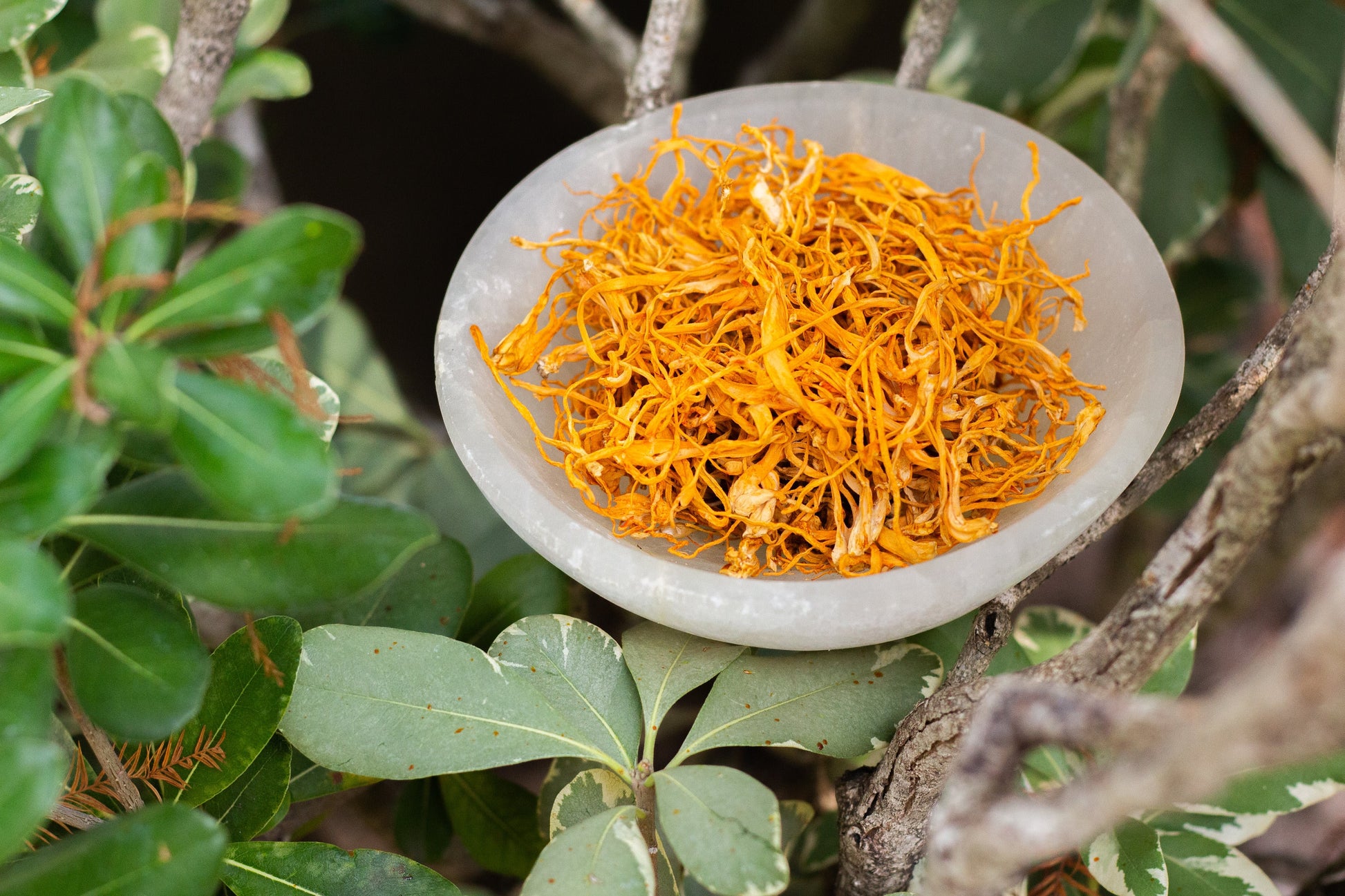 himalayan cordyceps