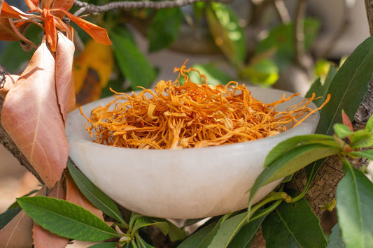 cordyceps mushroom for energy